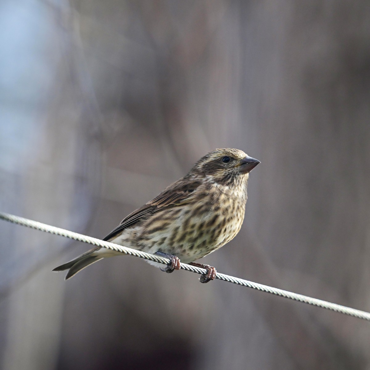 Purple Finch - Flocking Around