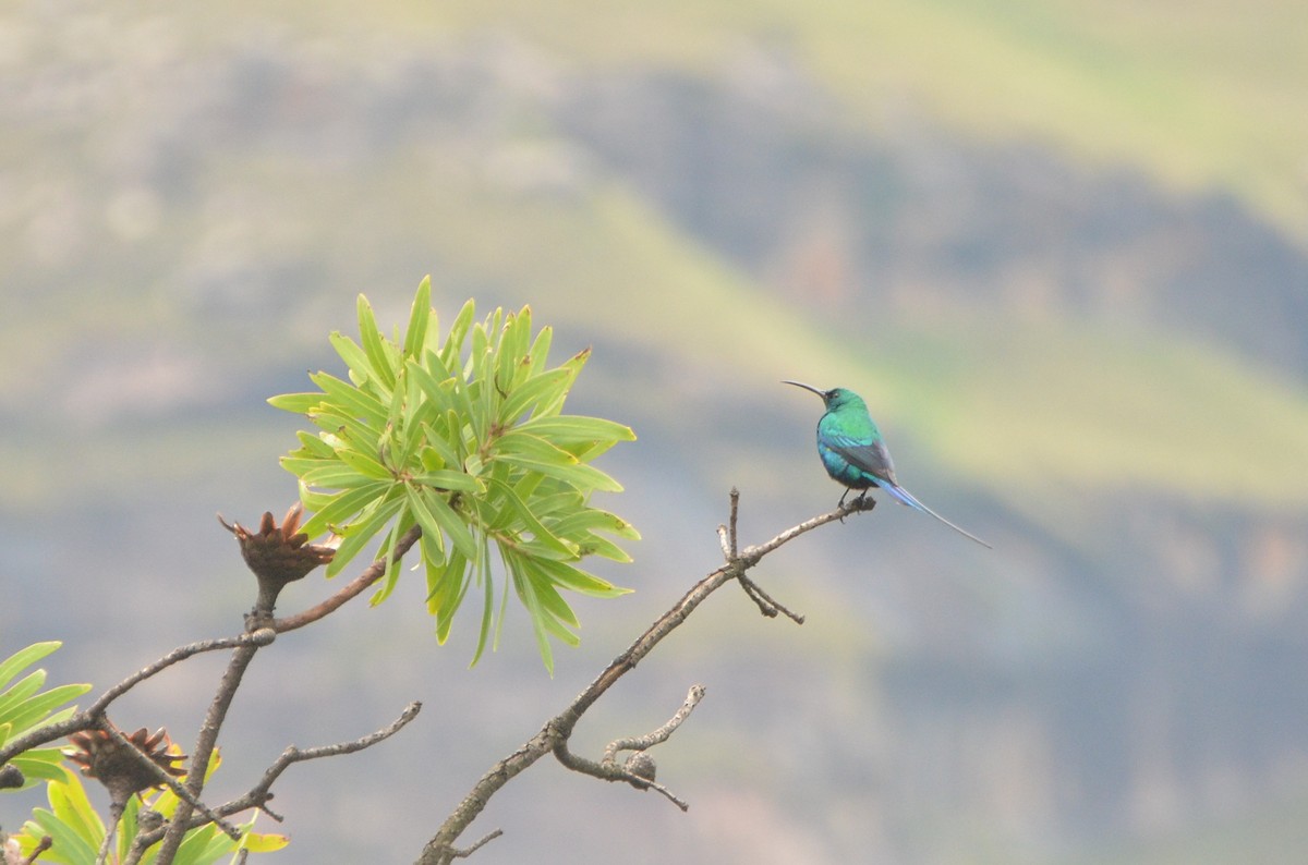 Malachite Sunbird - ML611049189