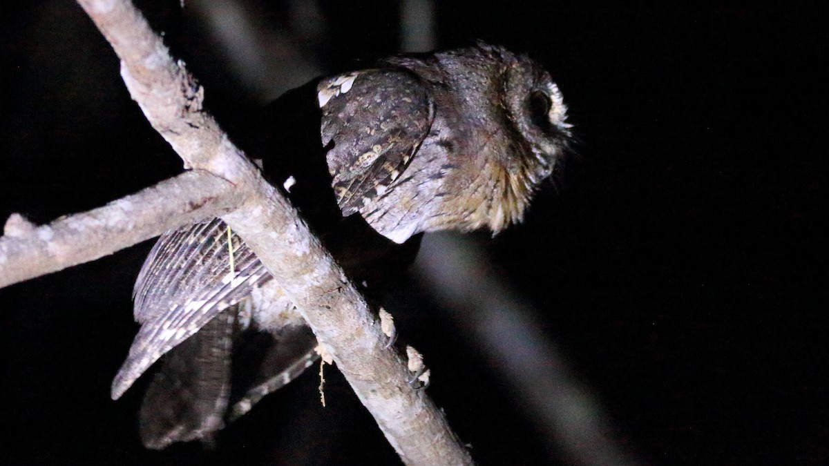 Madagascar Scops-Owl (Torotoroka) - ML611049197