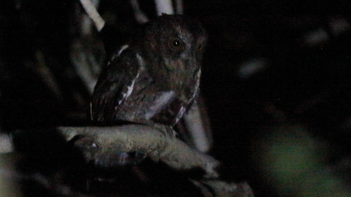 Madagascar Scops-Owl (Torotoroka) - ML611049198