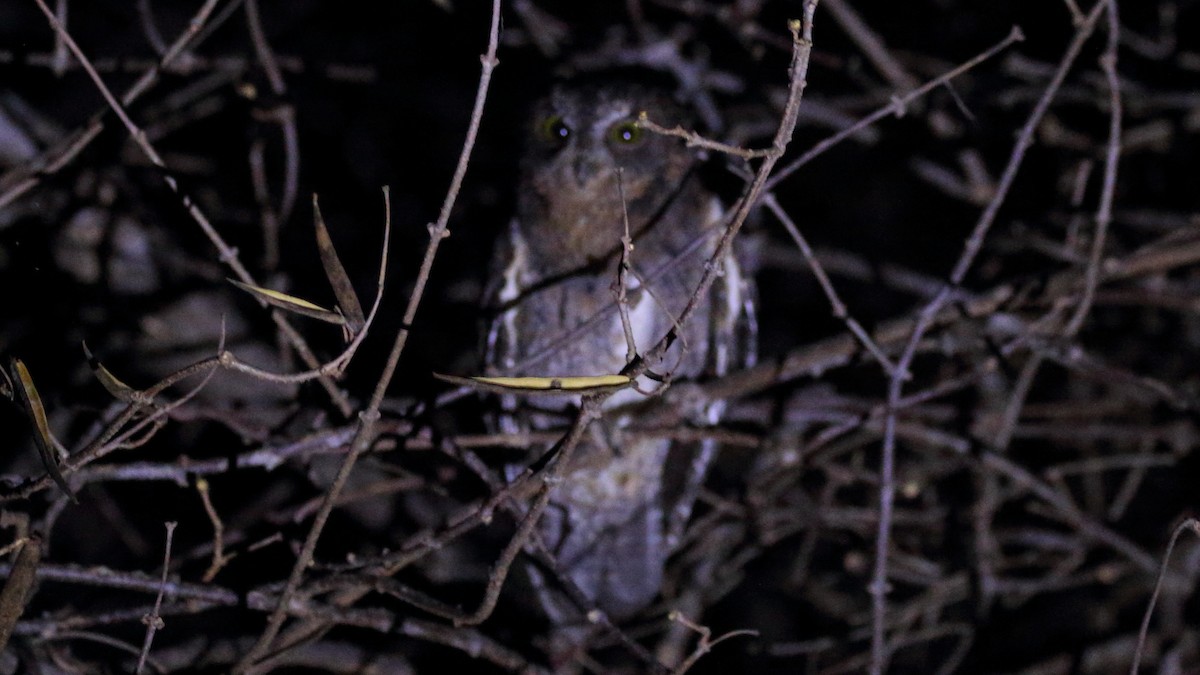 Madagascar Scops-Owl (Torotoroka) - ML611049199