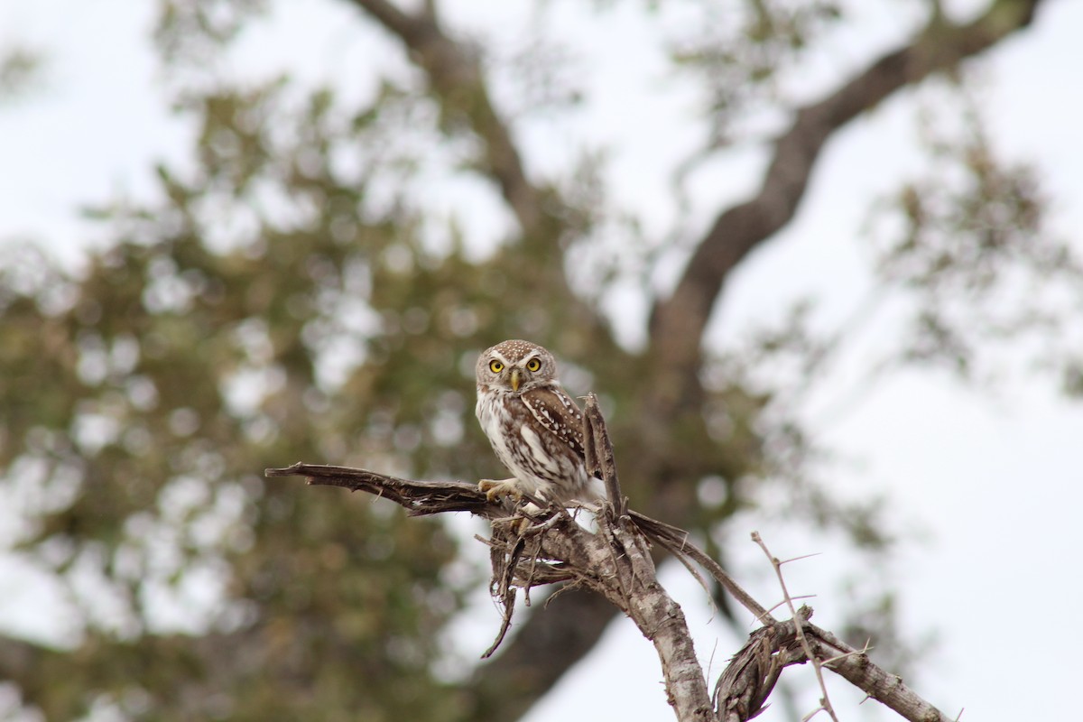 Pearl-spotted Owlet - ML611049266