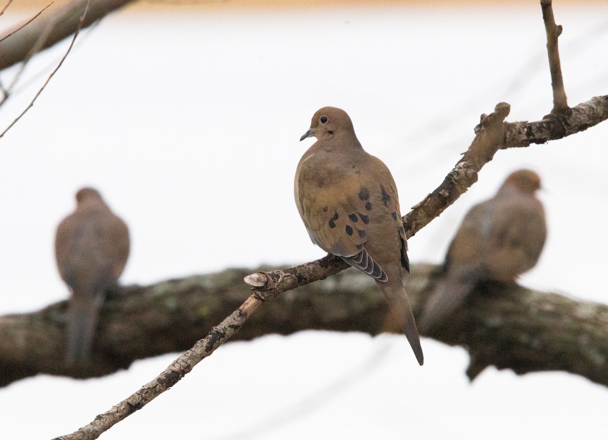 Mourning Dove - ML611049331