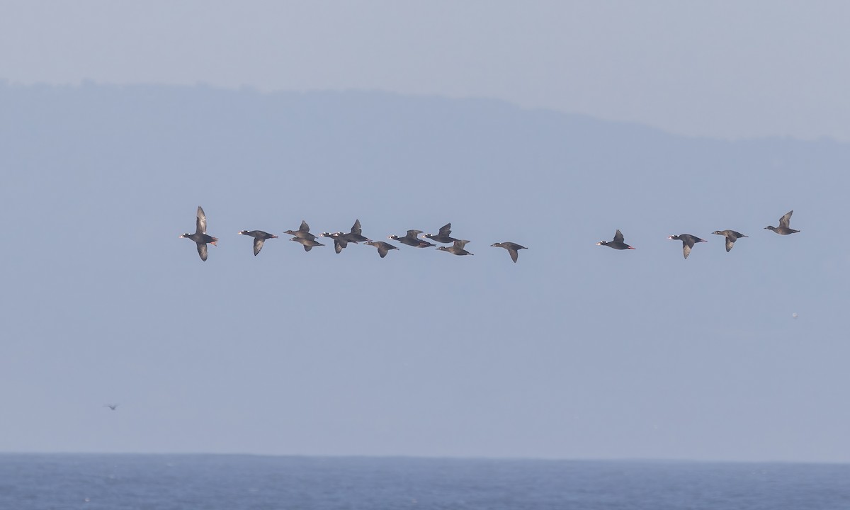 Surf Scoter - ML611049395