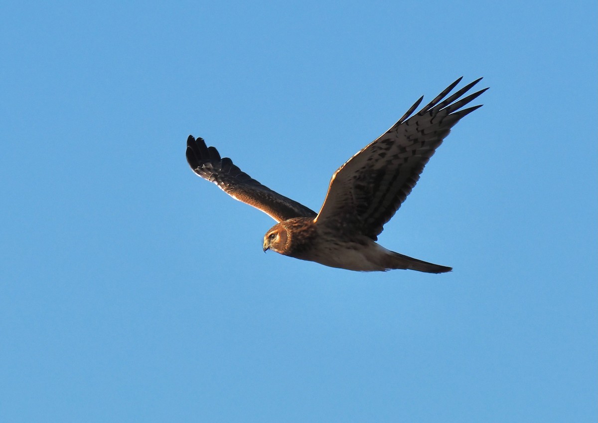 Northern Harrier - ML611049438