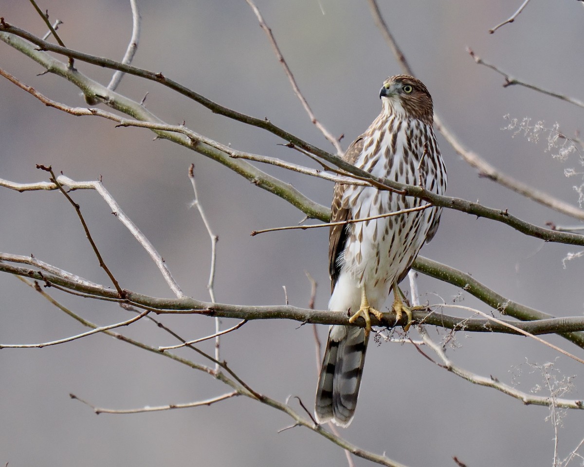 Cooper's Hawk - ML611049496