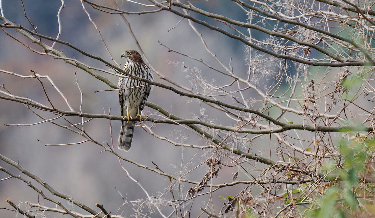 Cooper's Hawk - Ken Winkler