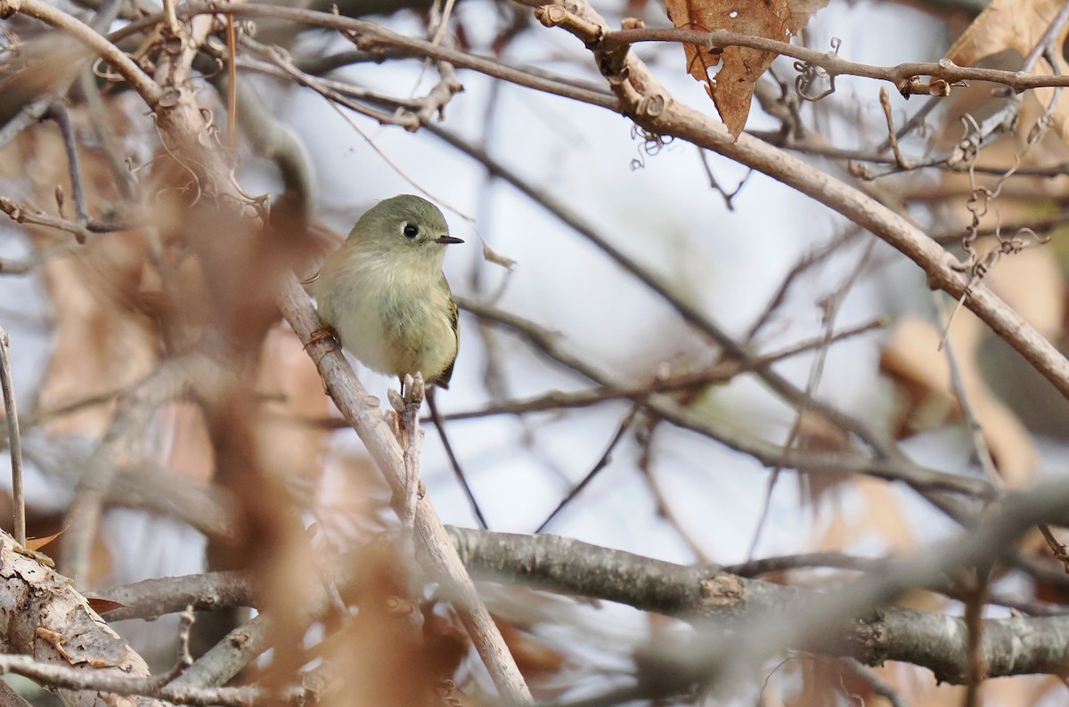 Ruby-crowned Kinglet - ML611049534