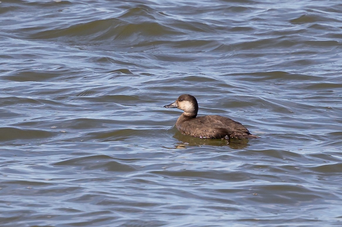 Black Scoter - Jerry Vanbebber