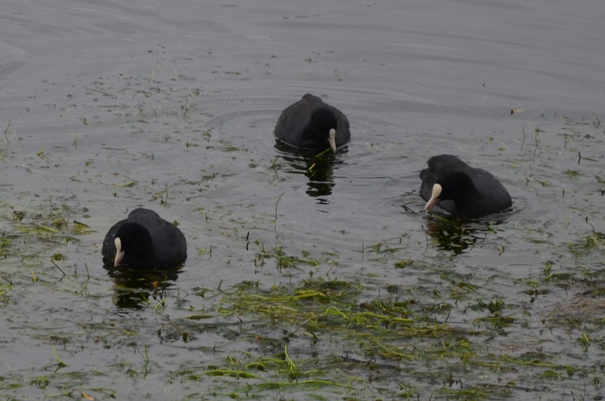 Eurasian Coot - ML611049703