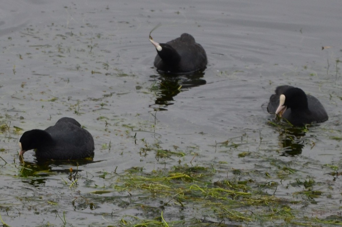 Eurasian Coot - ML611049704