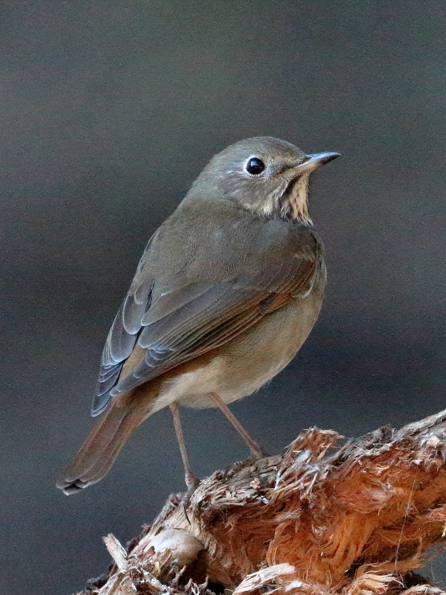 קיכלי חלוד-זנב - ML611049712