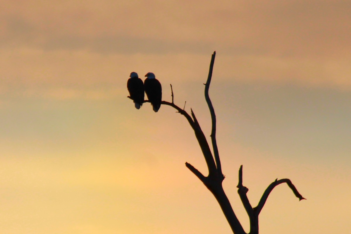 Bald Eagle - Russ Sulich