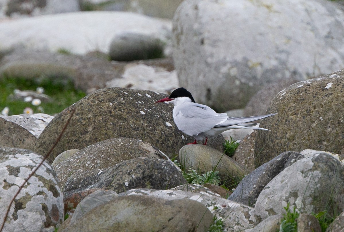 Arctic Tern - ML611049748