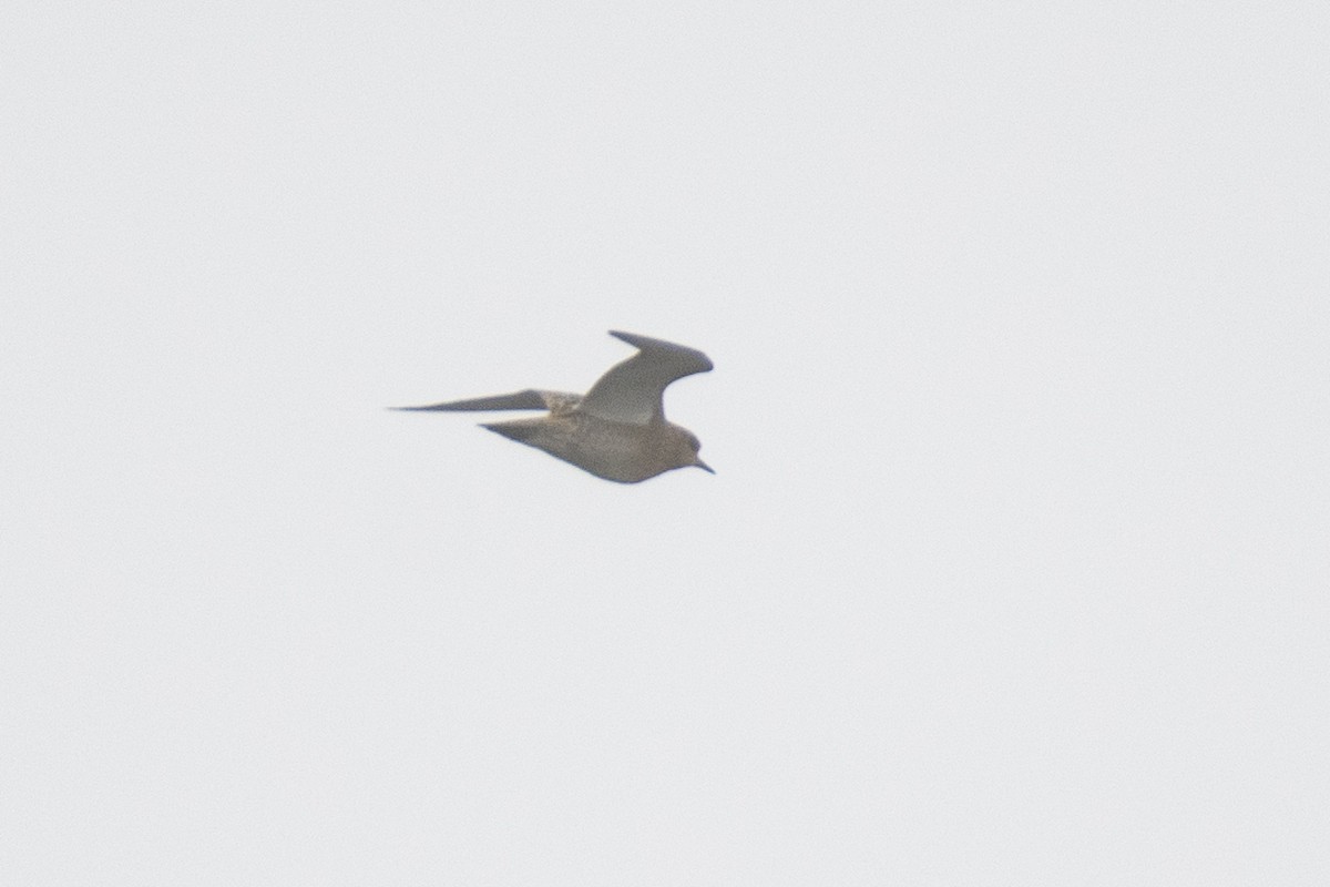 European Golden-Plover - Ana Amaral