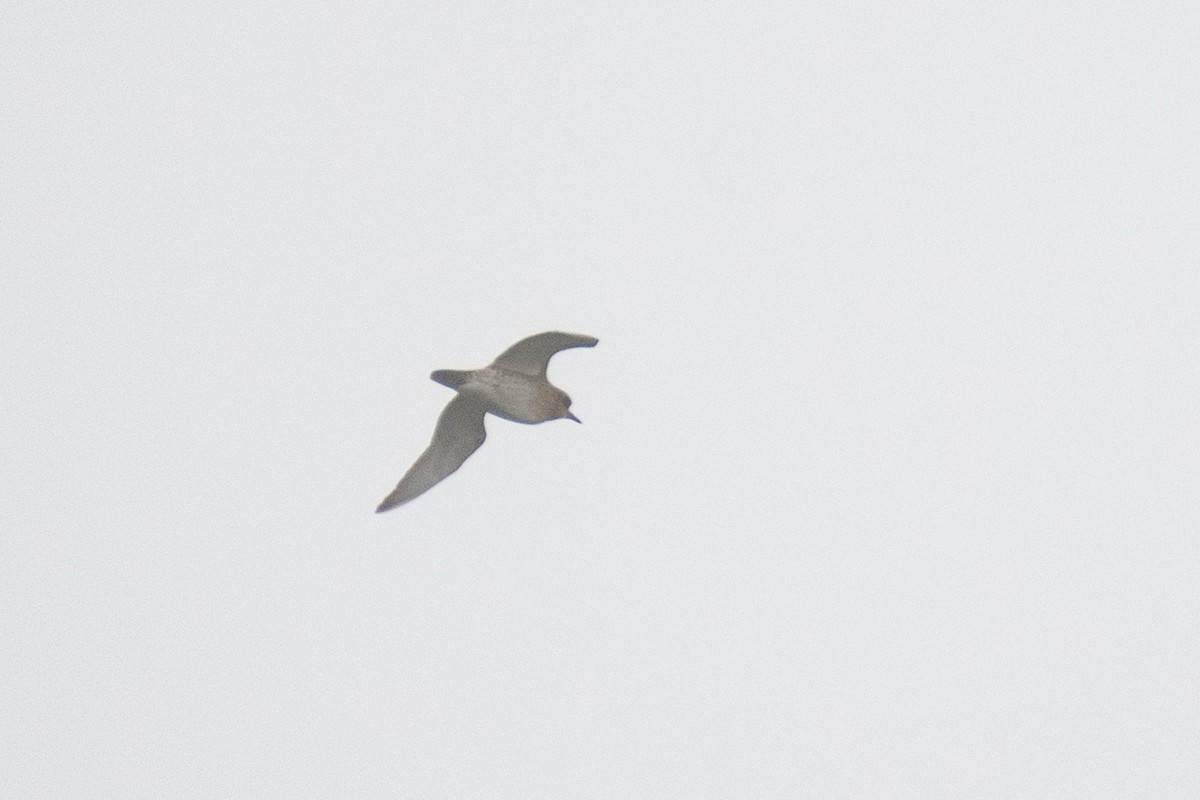 European Golden-Plover - Ana Amaral