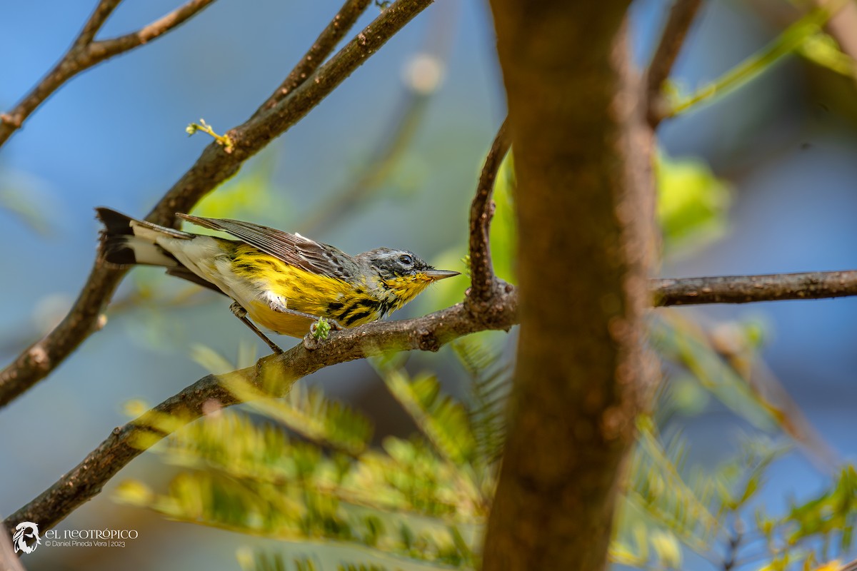 Magnolia Warbler - Daniel Pineda Vera