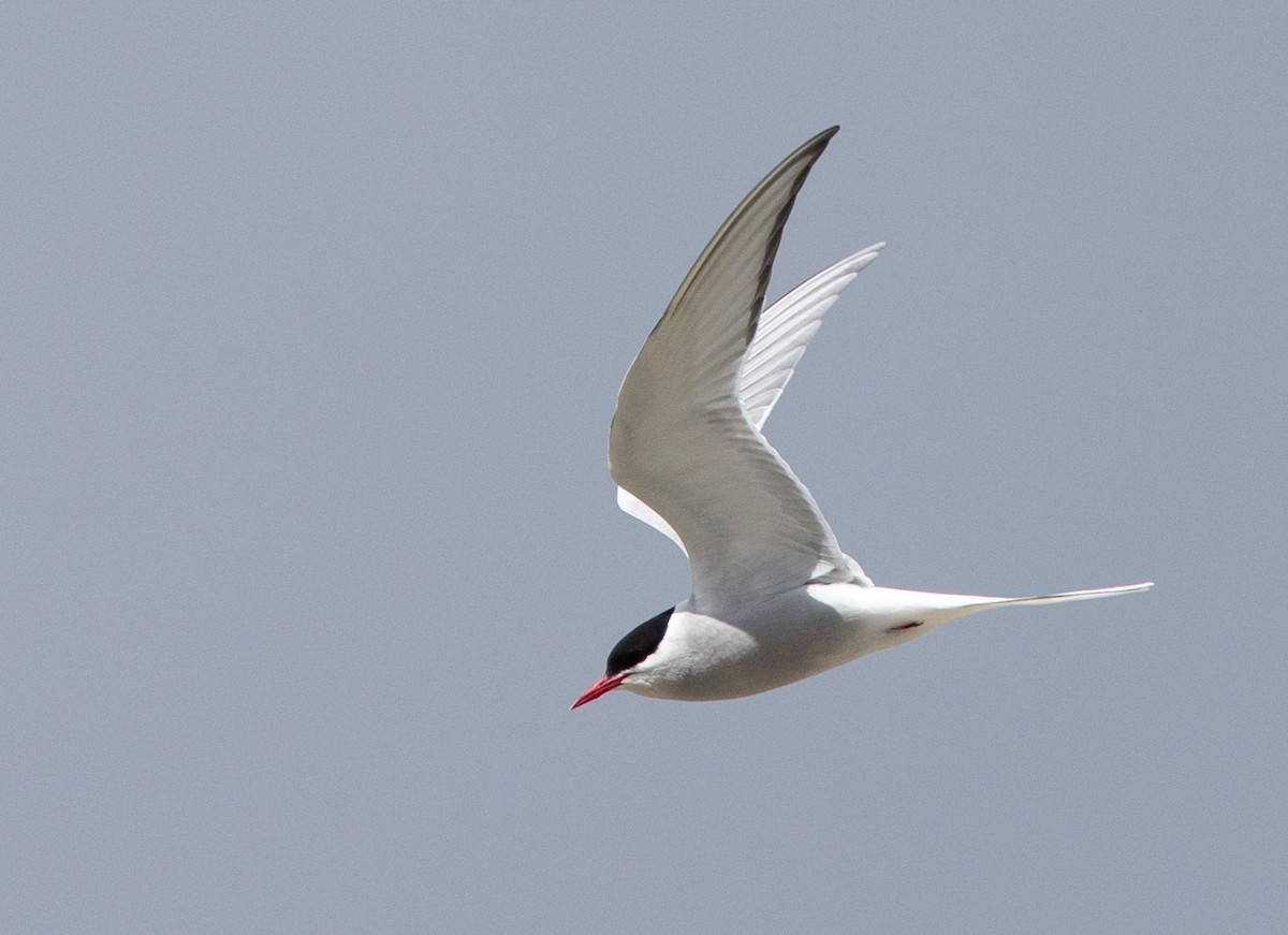 Arctic Tern - ML611049769