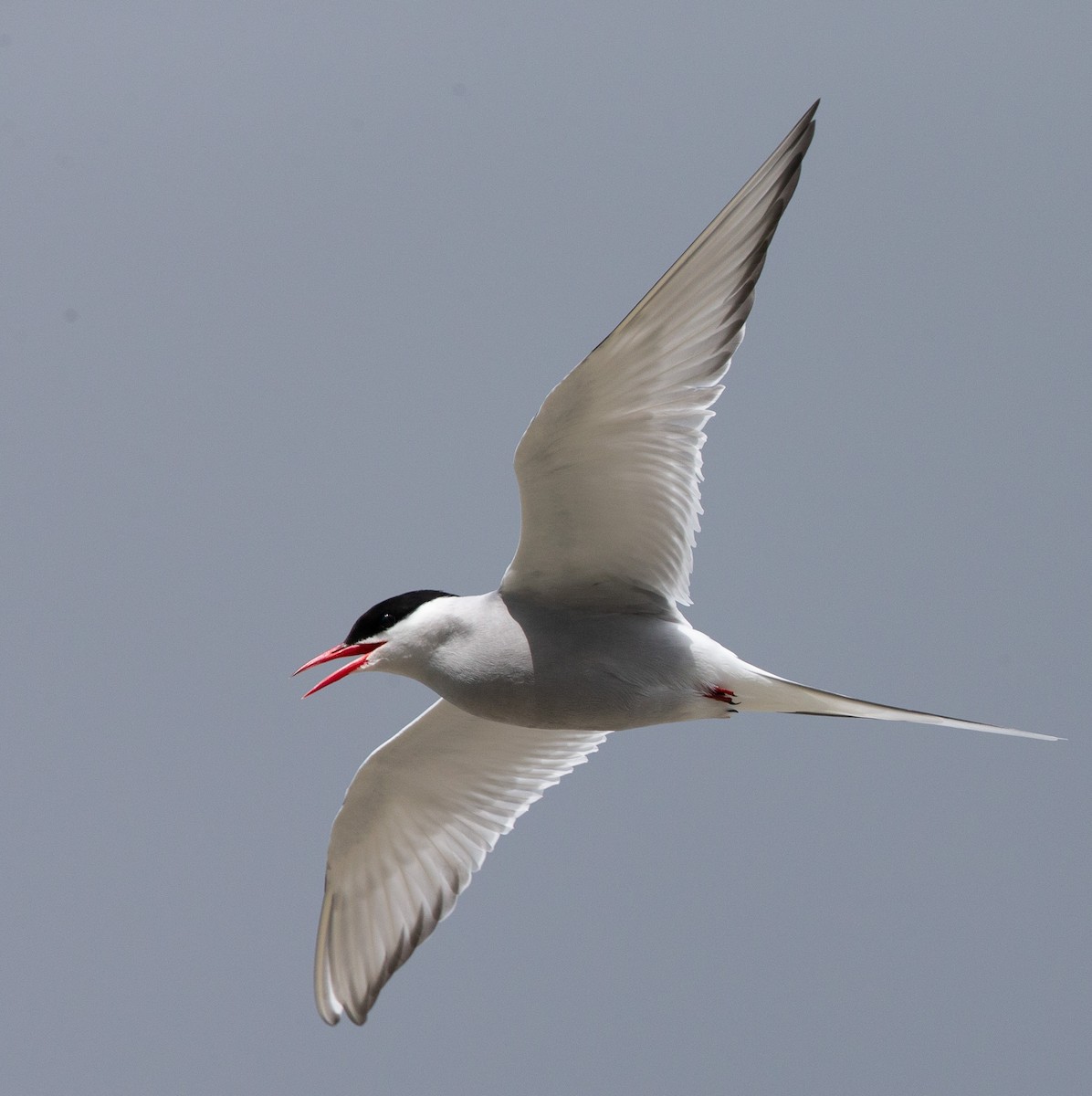 Arctic Tern - ML611049773