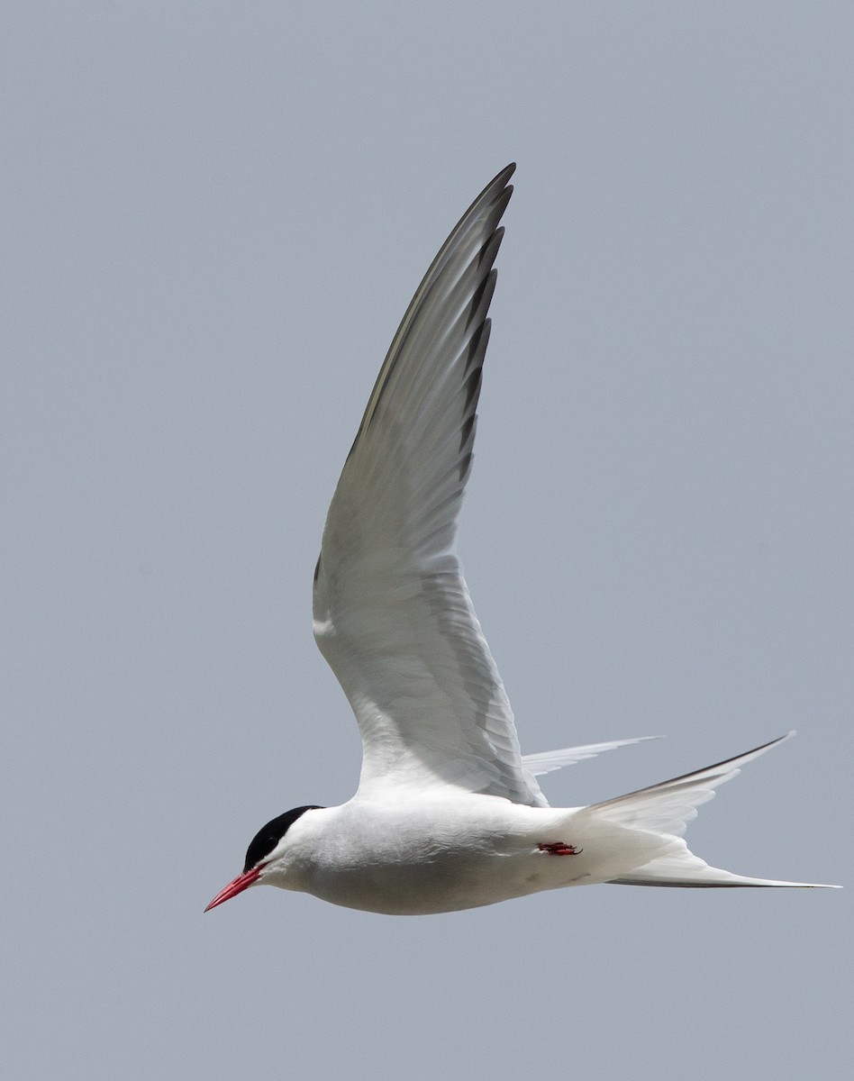 Arctic Tern - ML611049774