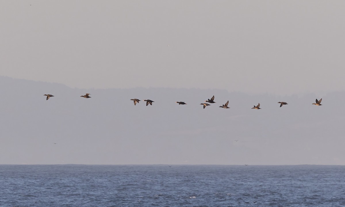 Surf Scoter - ML611049859