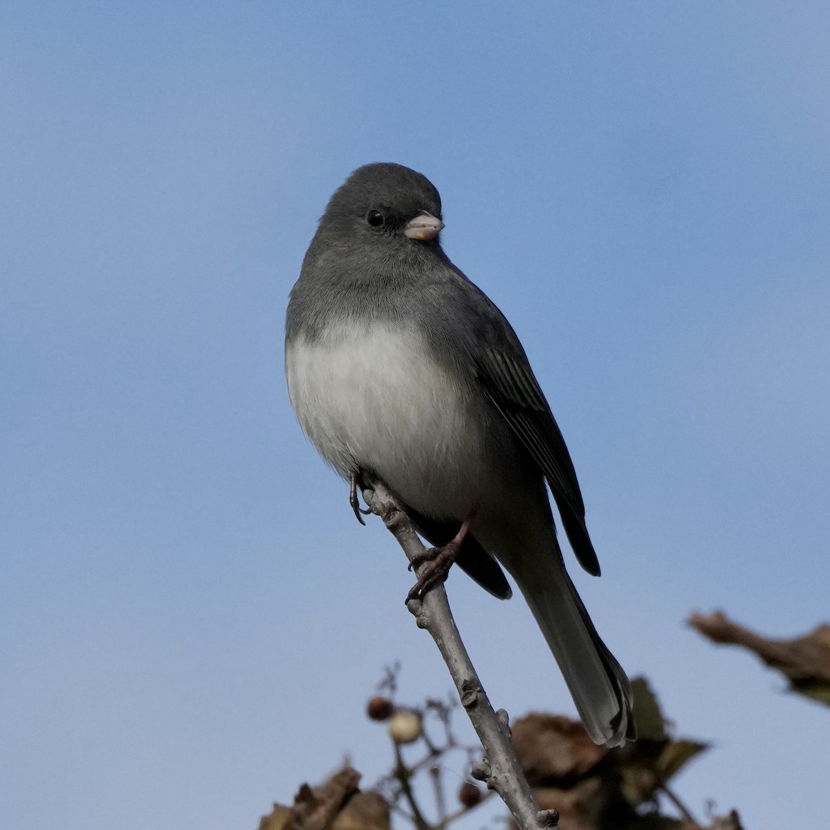 Dark-eyed Junco - Charlene Fan