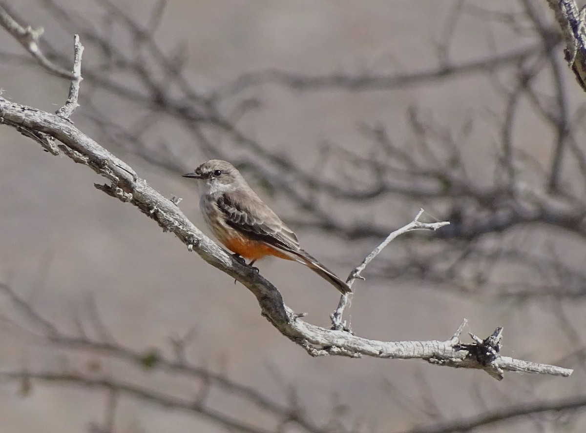 Vermilion Flycatcher - Nancy Overholtz