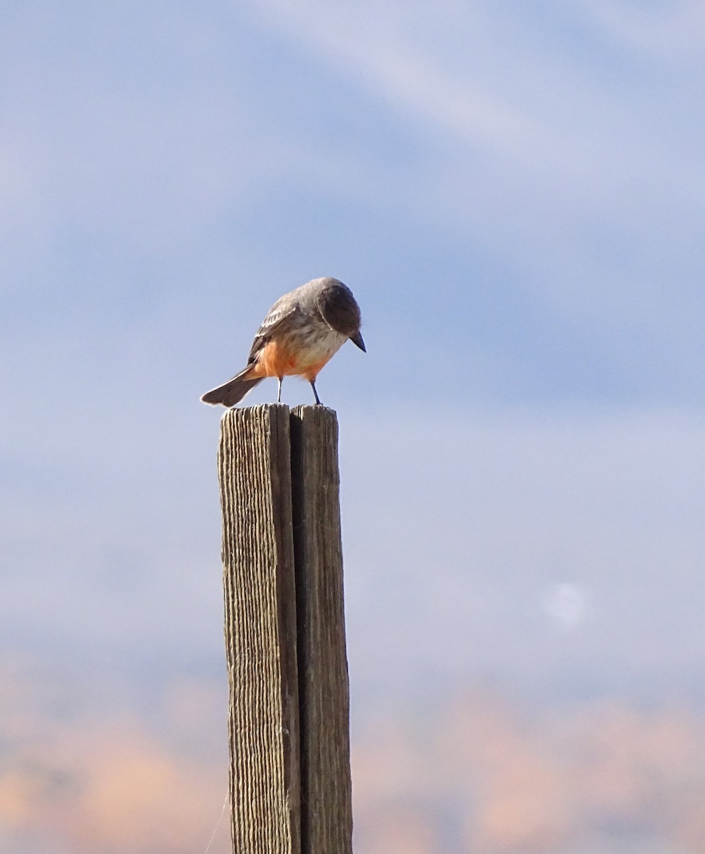 Vermilion Flycatcher - ML611049939