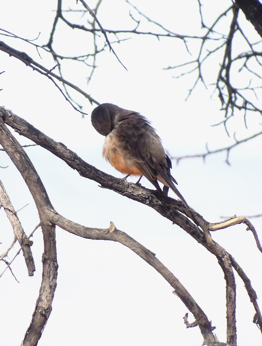 Vermilion Flycatcher - Nancy Overholtz