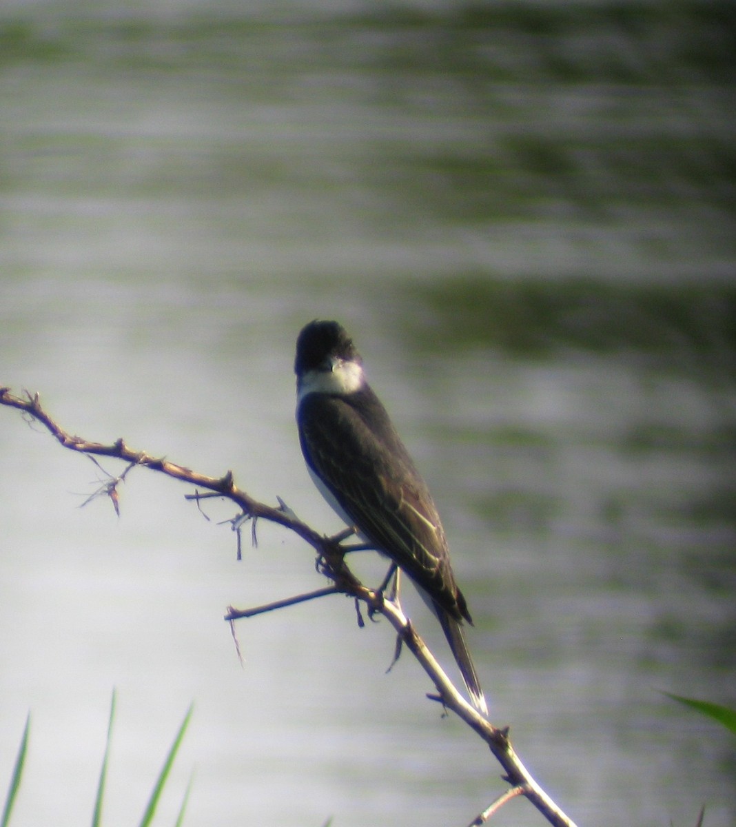 Eastern Kingbird - ML61105001