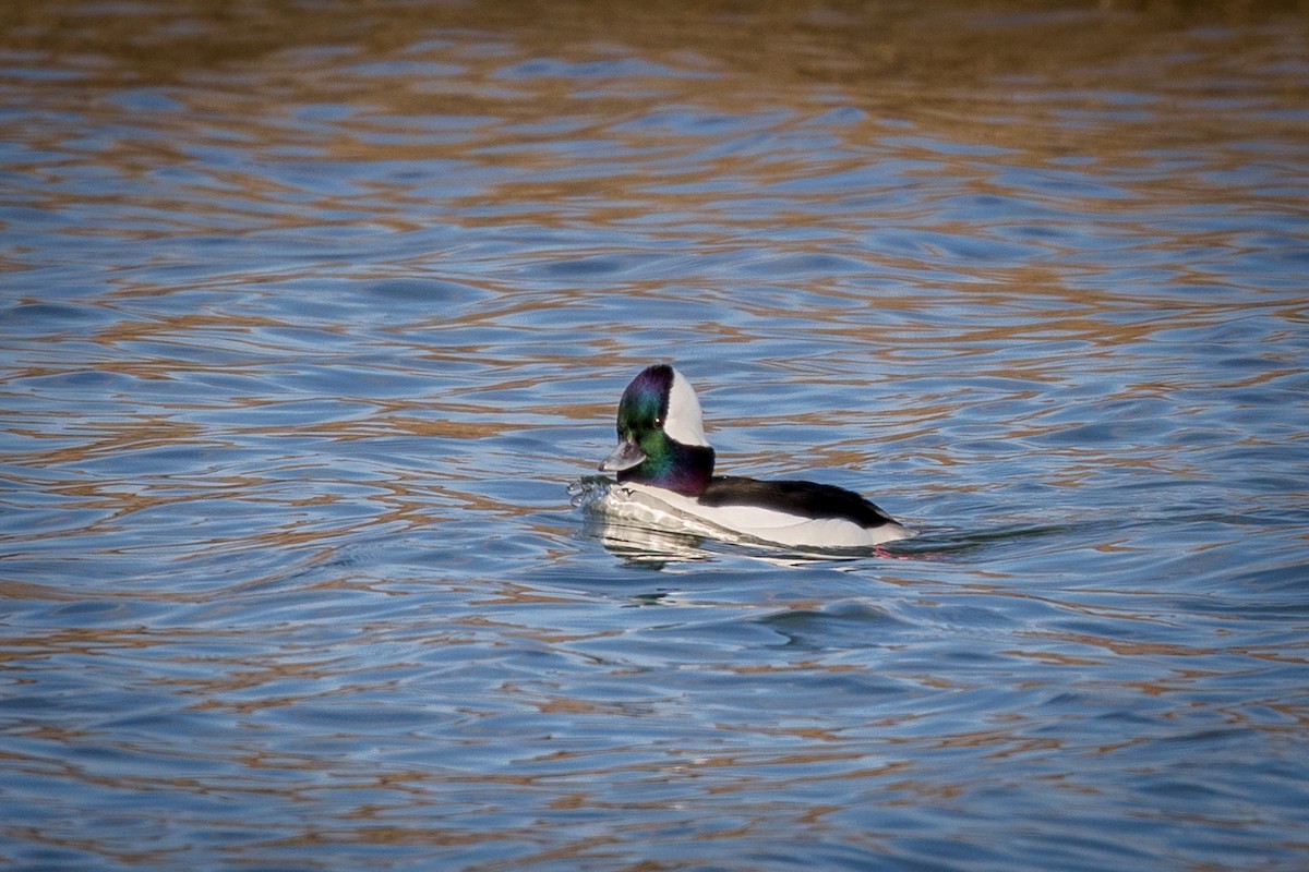 Bufflehead - Ken Janes