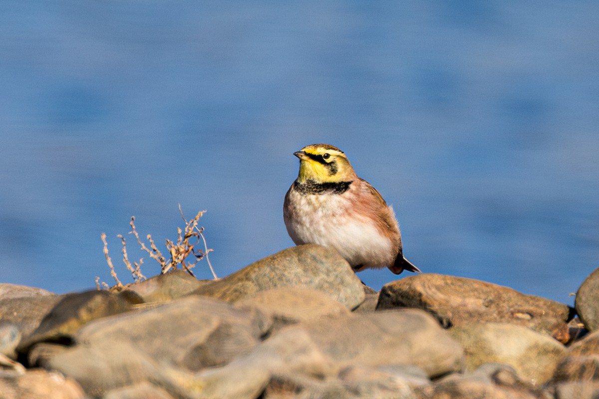 Horned Lark - ML611050091