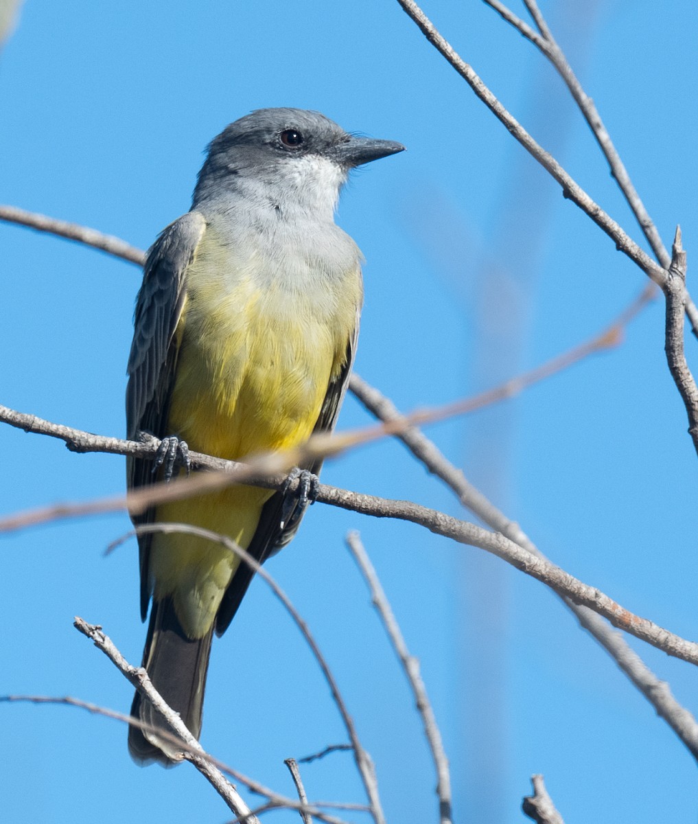 Cassin's Kingbird - ML611050152