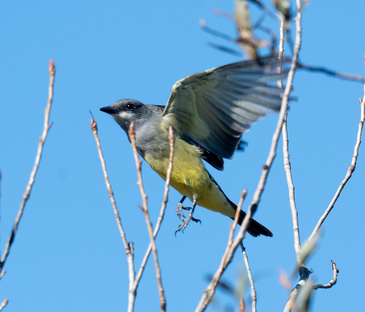 Cassin's Kingbird - ML611050155