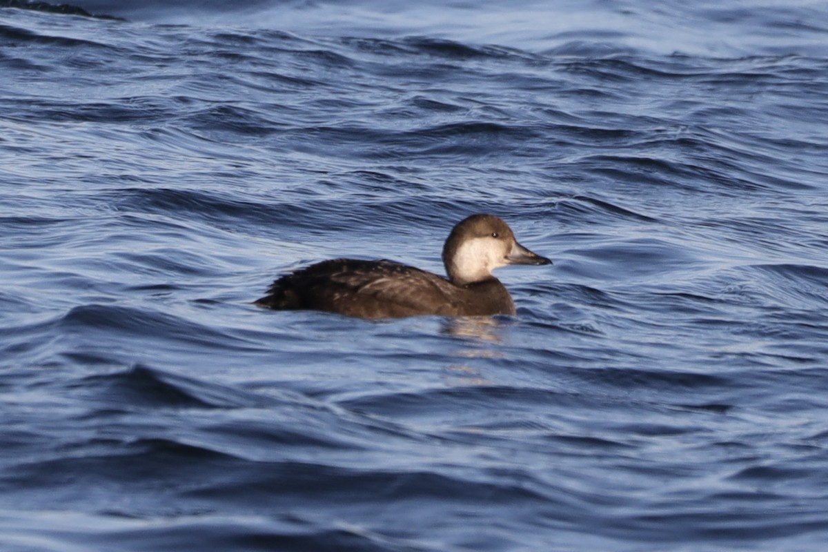 Black Scoter - ML611050156