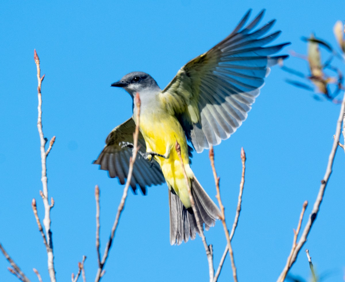 Cassin's Kingbird - ML611050157