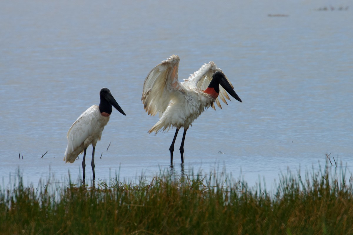 Jabiru - John van Dort