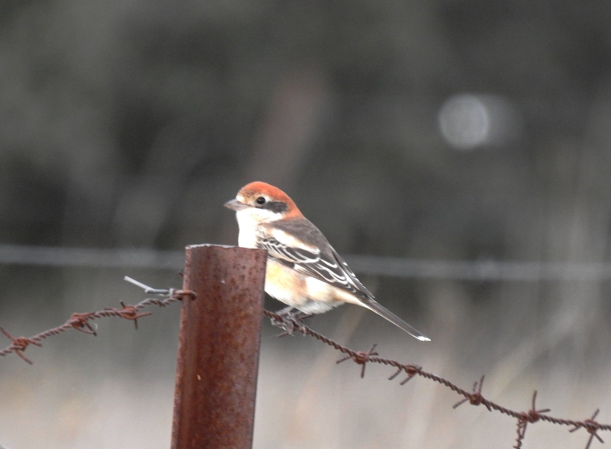 Woodchat Shrike - ML611050243