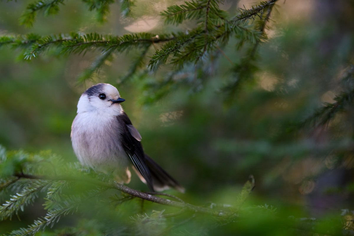 Canada Jay - ML611050520