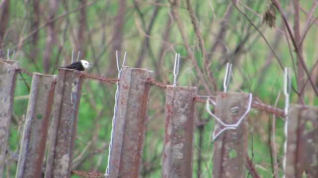 White-headed Marsh Tyrant - ML611050524