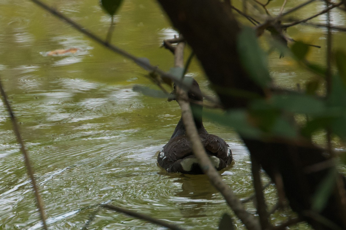 Gallinule d'Amérique - ML611050554