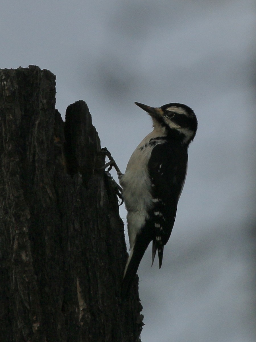 Hairy Woodpecker - ML611050566