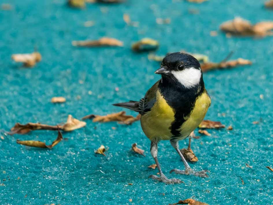 Great Tit - ML611050614