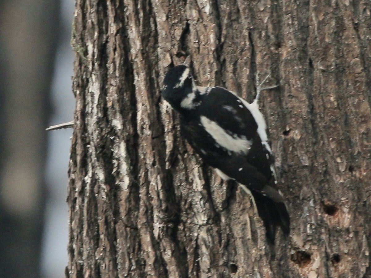 Hairy Woodpecker - ML611050625