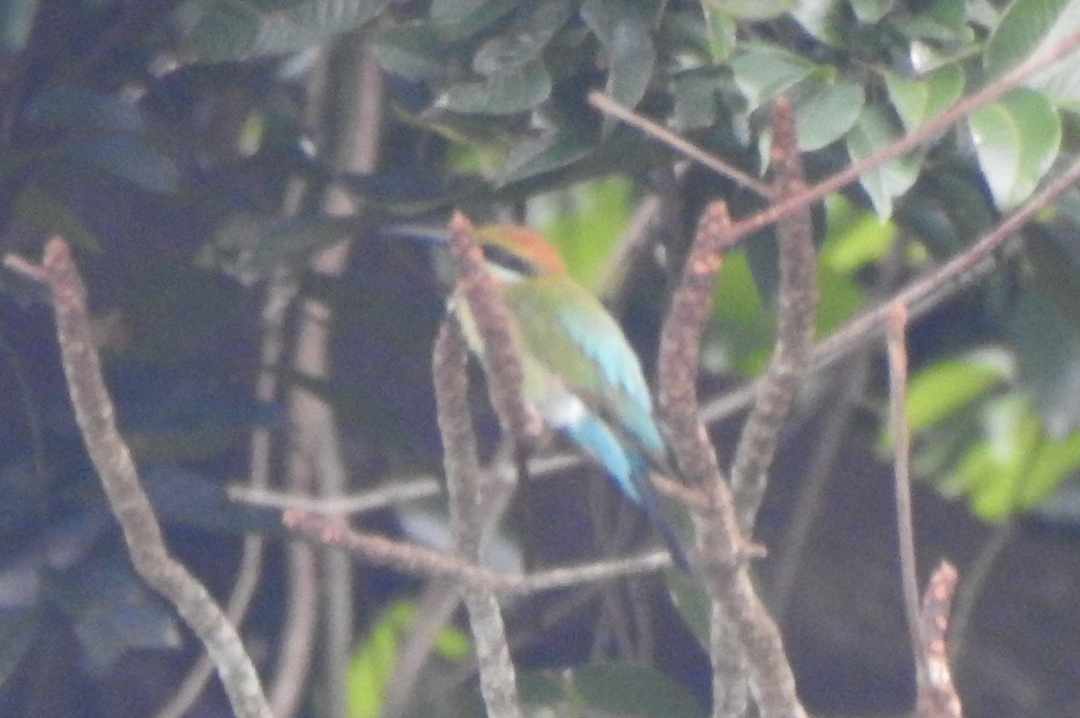 Rainbow Bee-eater - ML611050633