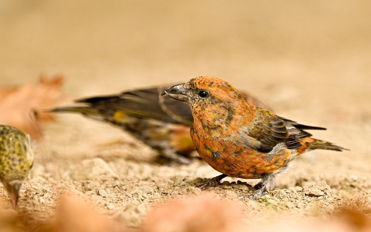 Red Crossbill - ML611050660