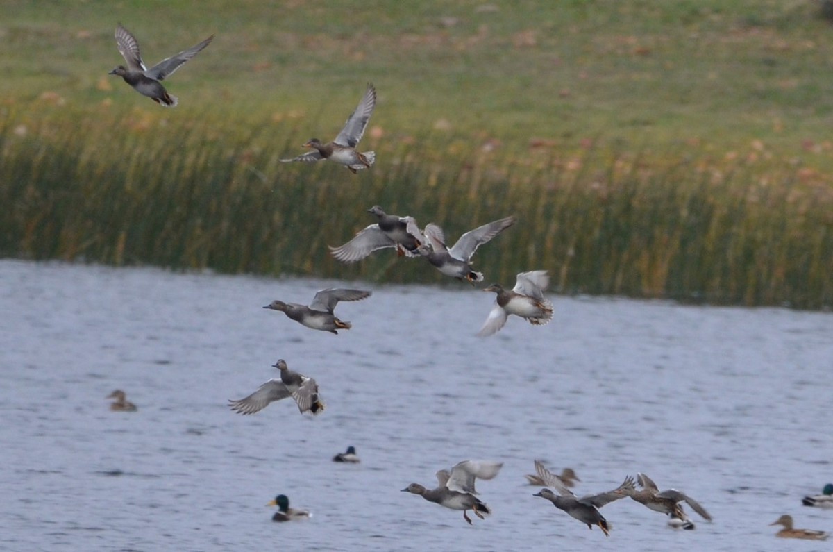 Gadwall - Andrés Martínez