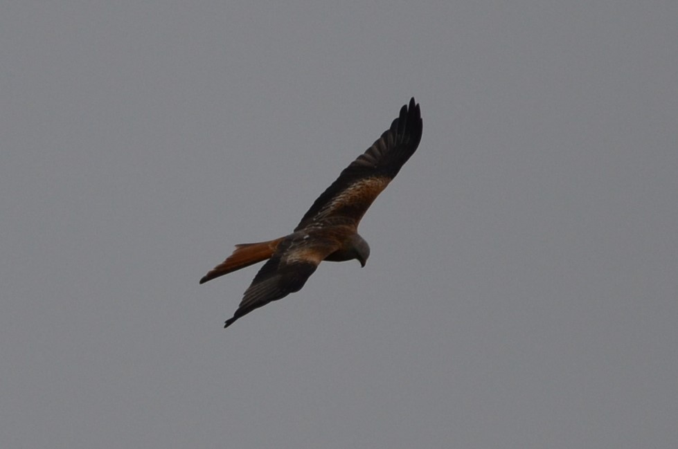 Red Kite - Andrés Martínez