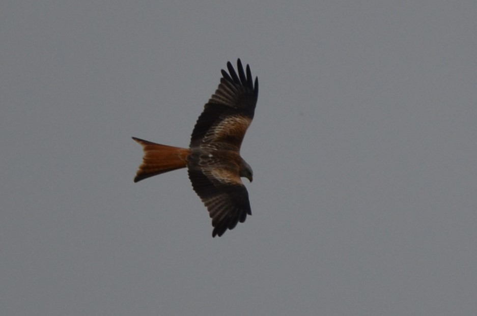 Red Kite - Andrés Martínez