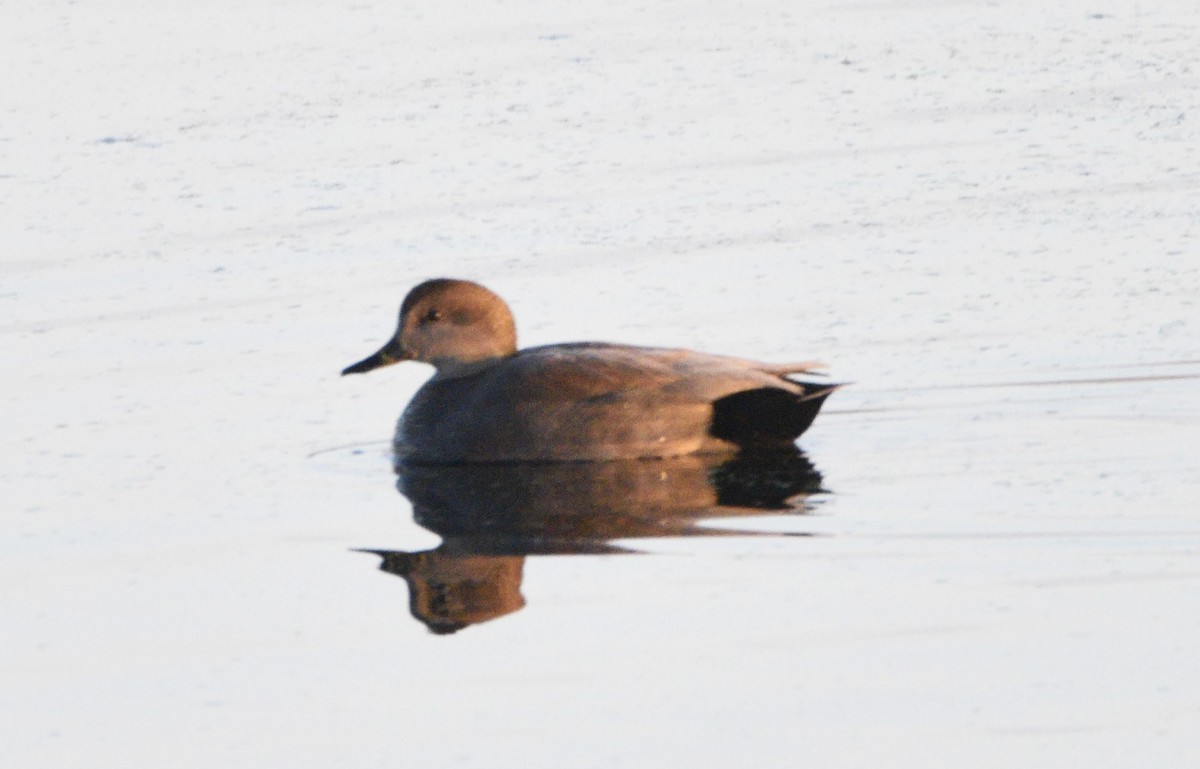 Gadwall - ML611050714